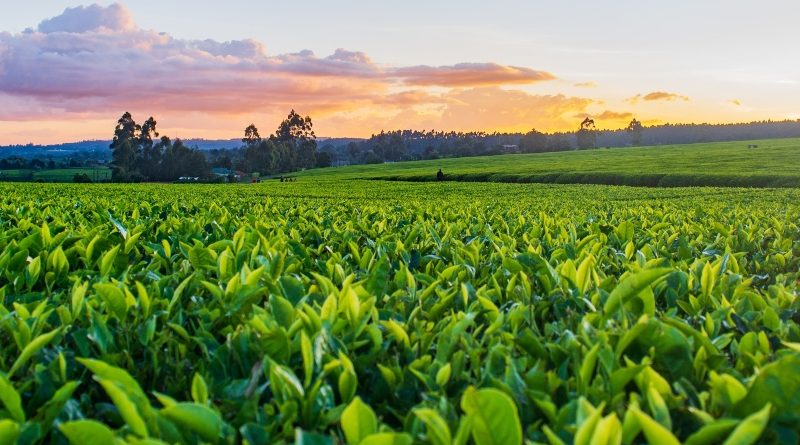 زرعی معیشت اور کھوئے ہوئے مواقع